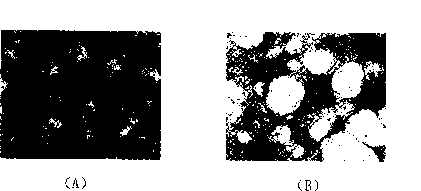 Large brill rhabdo virus toxic strain and its preparation method and application