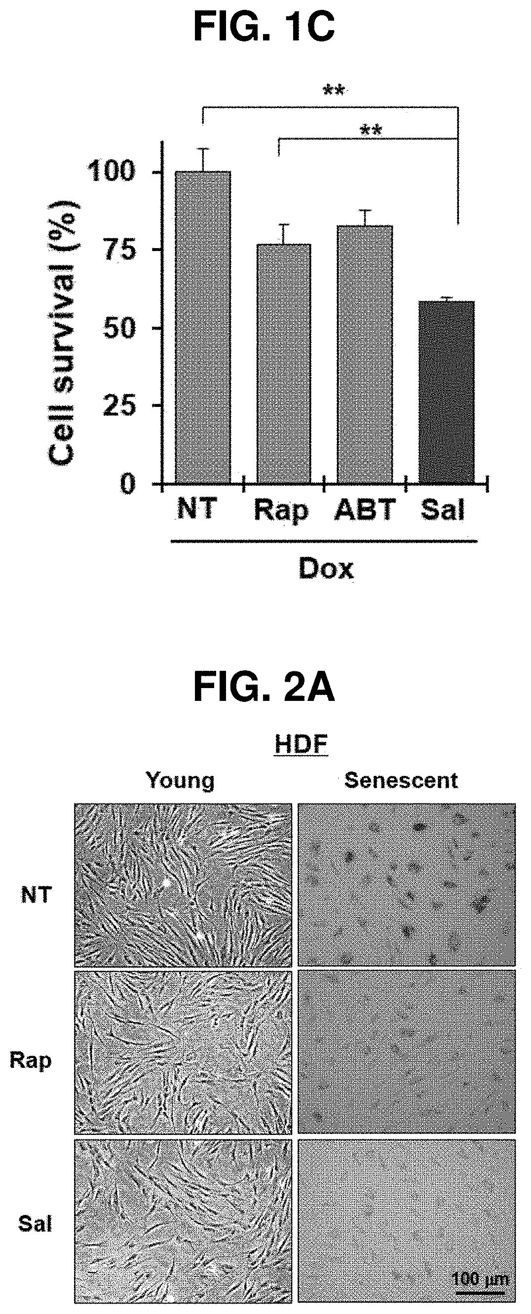 Composition for preventing or treating cellular senescence-related diseases comprising salinomycin as effective component