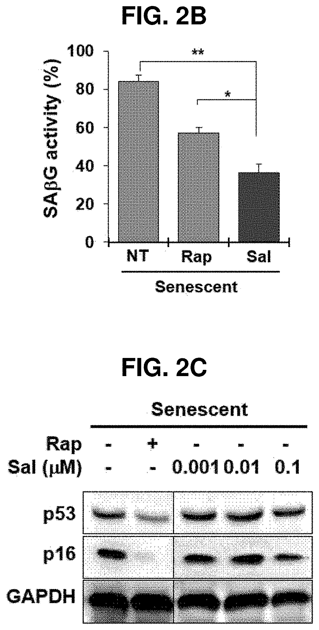 Composition for preventing or treating cellular senescence-related diseases comprising salinomycin as effective component