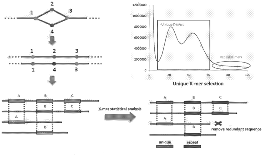 Heterozygous genome processing method