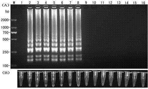 Cucumber phytophthora LAMP (Loop-mediated Isothermal Amplification) primer and rapid detection method thereof