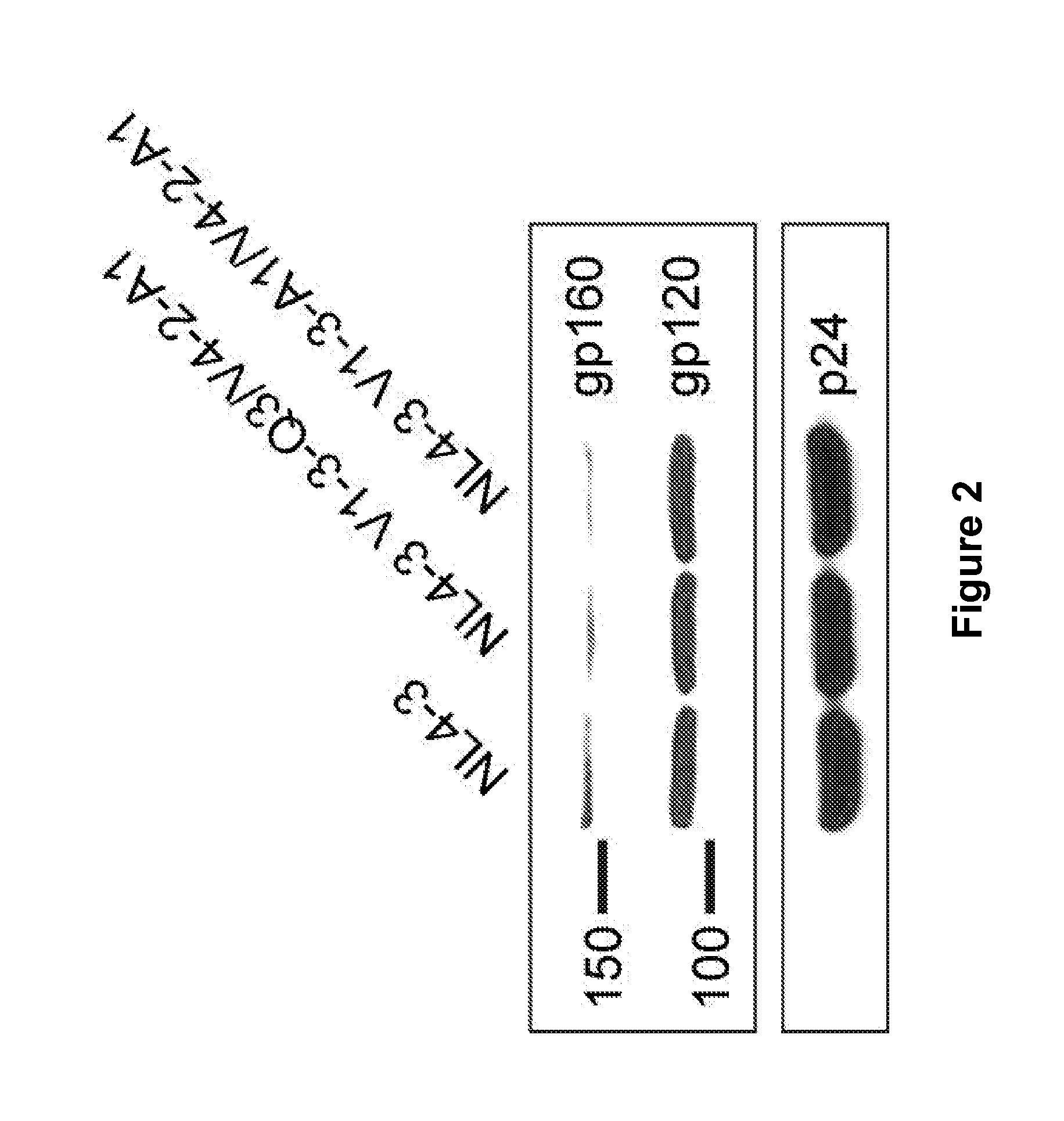 Reagents and methods for identifying Anti-HIV compounds