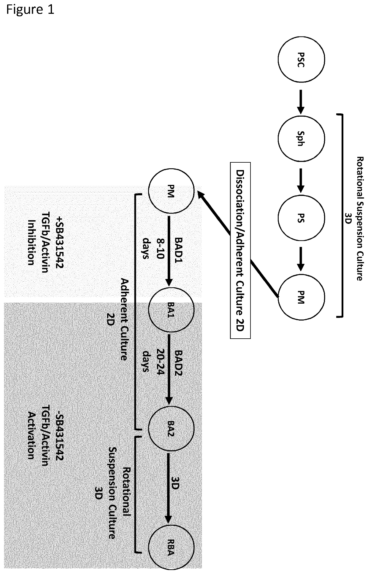 Production of brown adipocytes