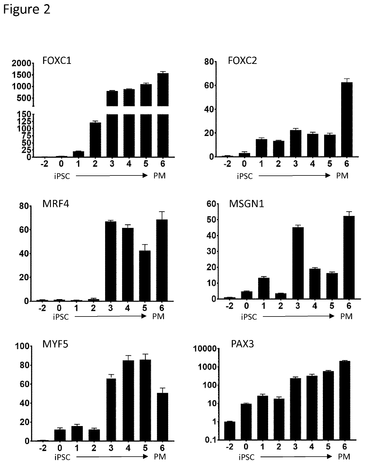 Production of brown adipocytes