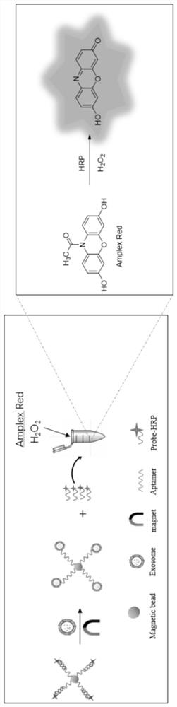 Exosome detection method