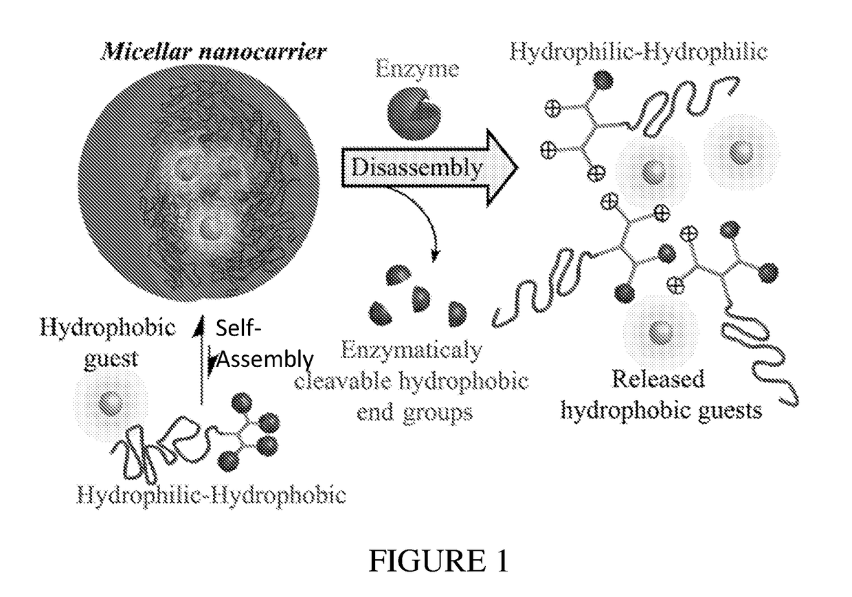 Micelar delivery system based on enzyme-responsive amphiphilic peg-dendron hybrid