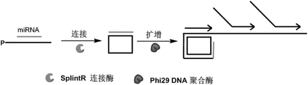 Method for detecting miRNA by ultra-branch rolling circle amplification triggered by connection reaction