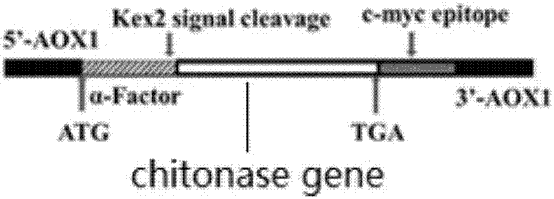 Recombinant aspergillus flavus chitosanase and encoding gene, as well as preparation and application