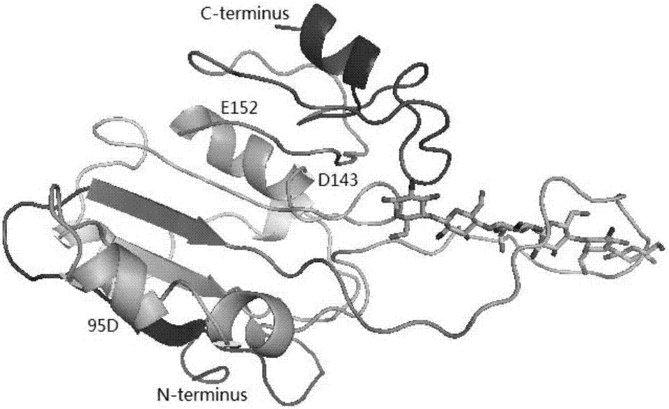 Recombinant aspergillus flavus chitosanase and encoding gene, as well as preparation and application