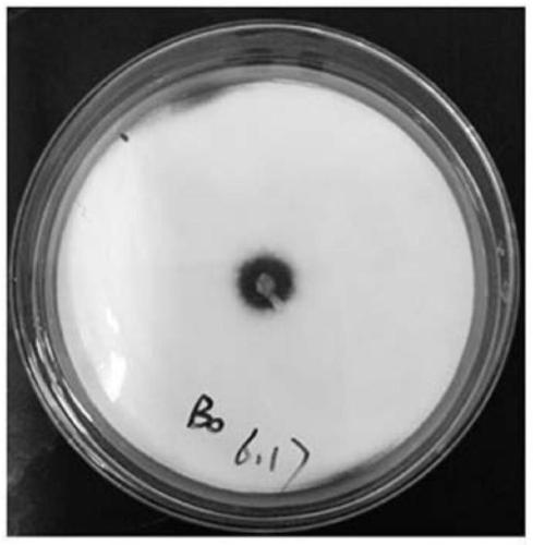 Application of Caragana plant bark in the preparation of antifungal drugs