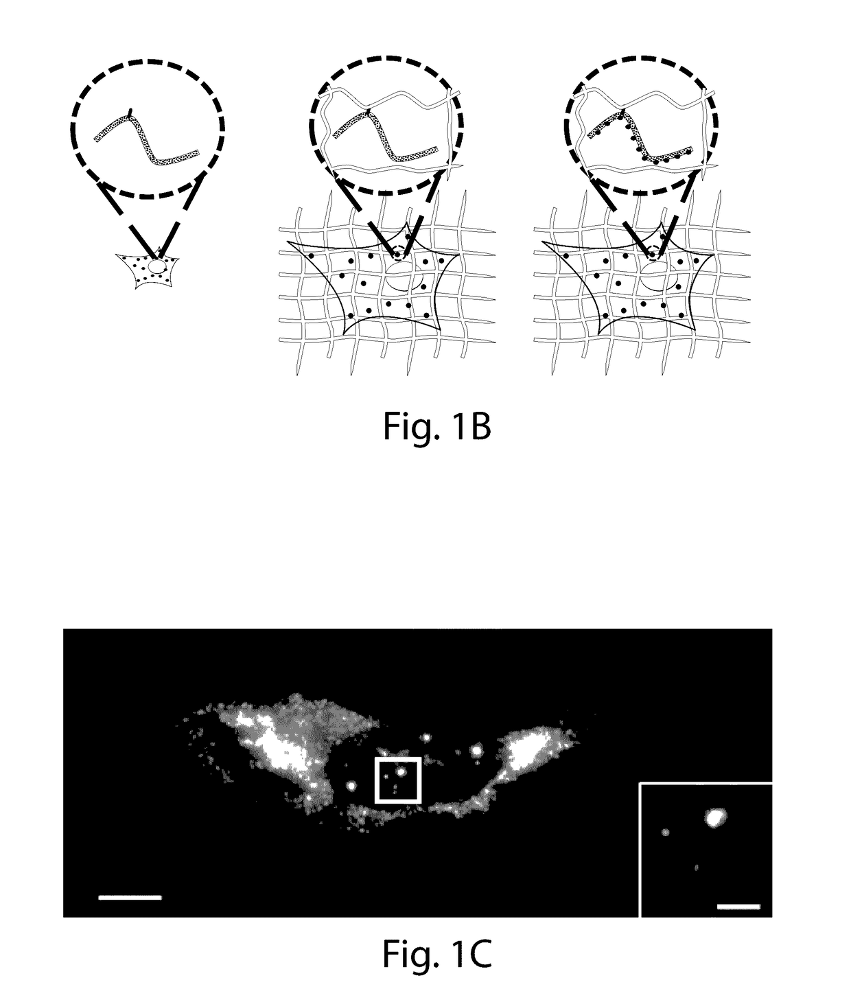 Nanoscale Imaging of Proteins and Nucleic Acids via Expansion Microscopy