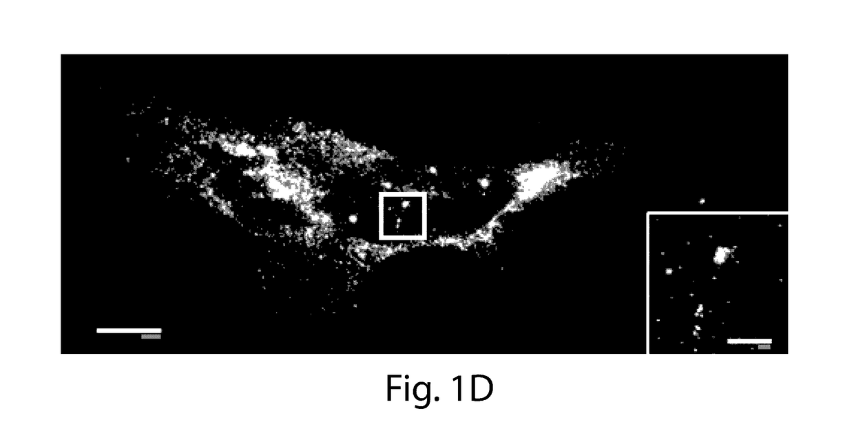 Nanoscale Imaging of Proteins and Nucleic Acids via Expansion Microscopy