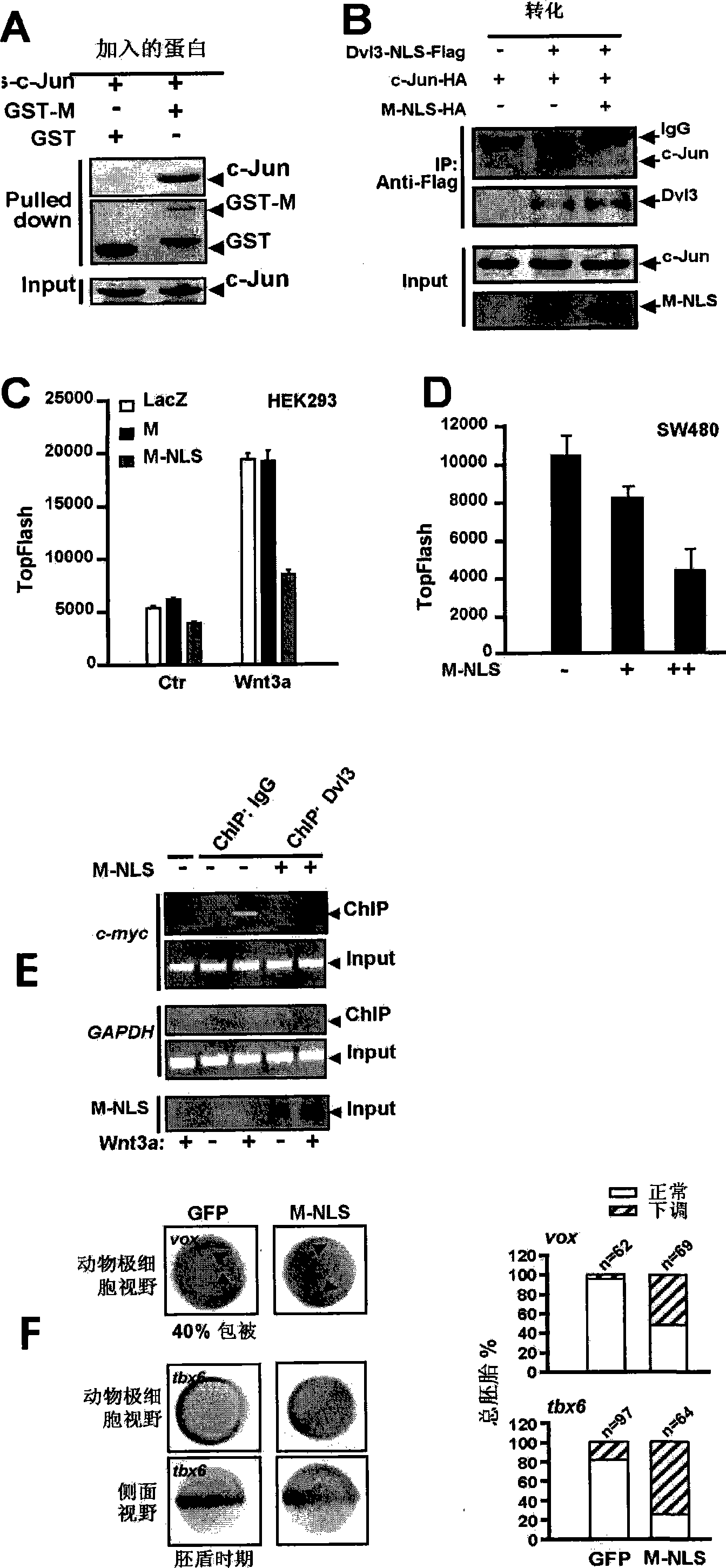 Novel function of c-Jun participating in classical Wnt signal transduction path