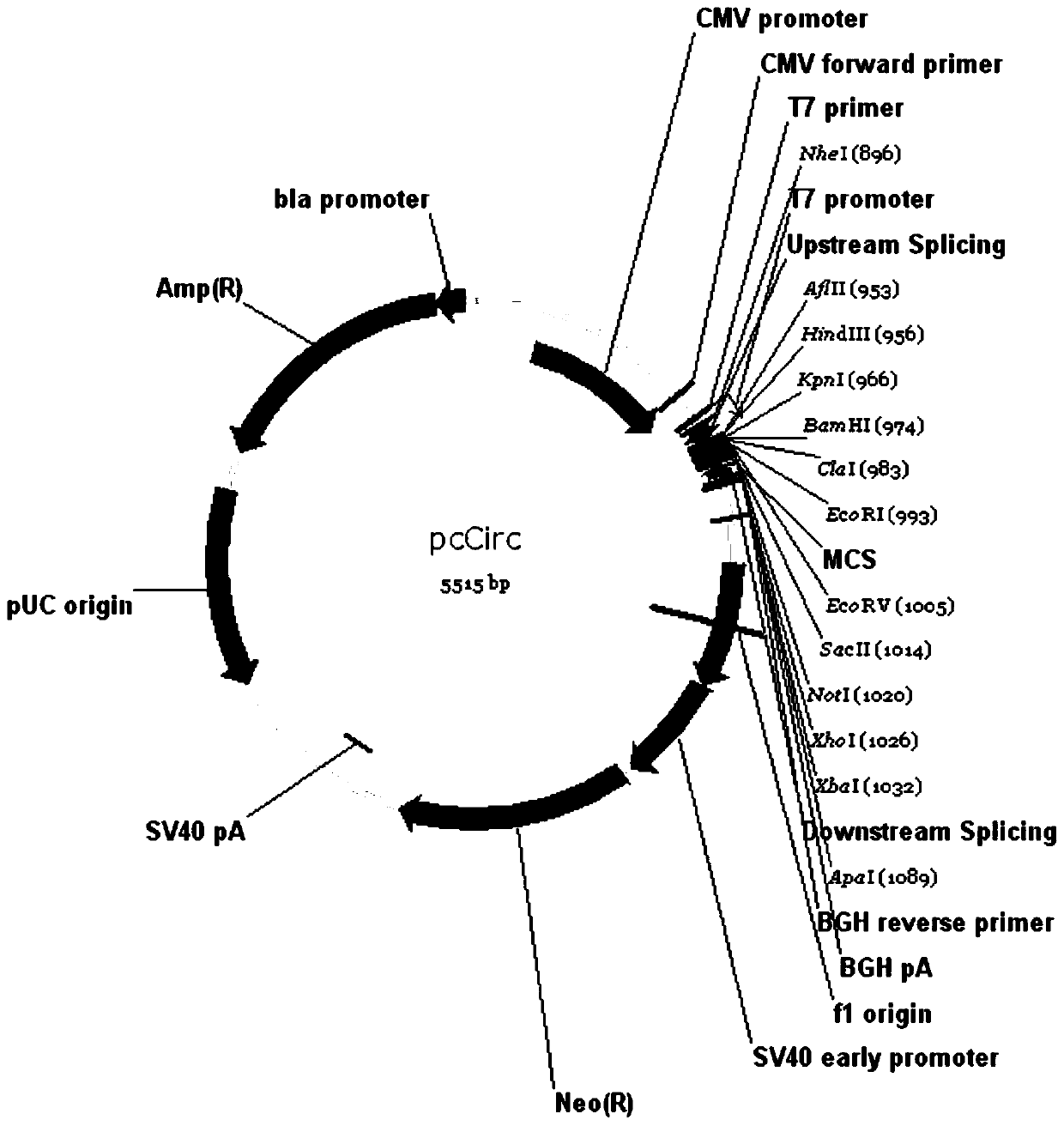 A eukaryotic expression vector expressing circular RNA