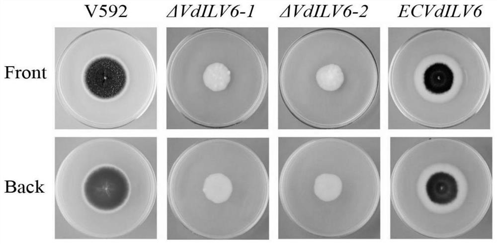 Application of VdILV6 gene in verticillium dahliae growth and development, pathogenicity and branched chain amino acid synthesis