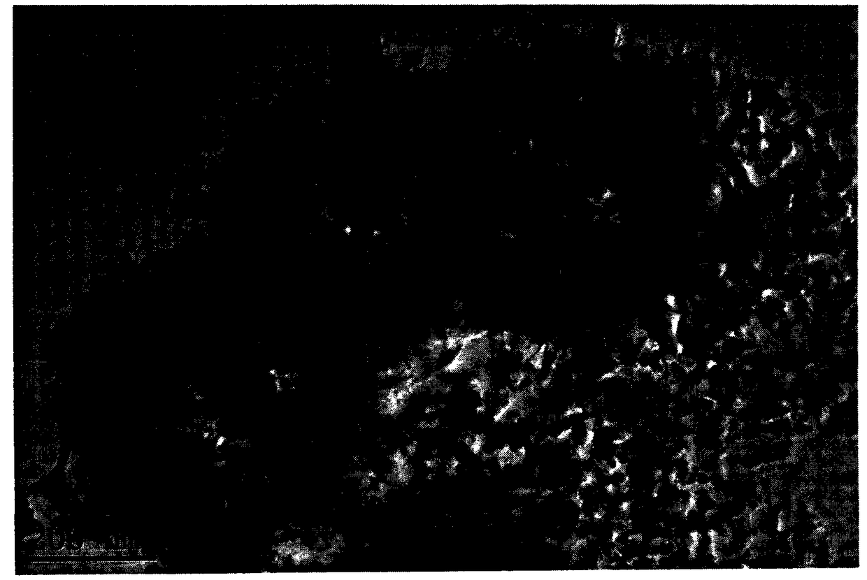 Nickel-cobalt-sulfur hollow sphere used as lithium-sulfur battery positive electrode, and preparation method and application thereof