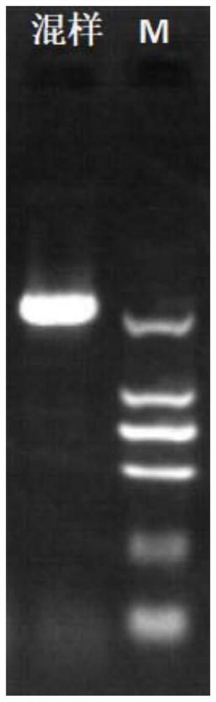 Detection primers, kits and methods for htt and jph3 genes