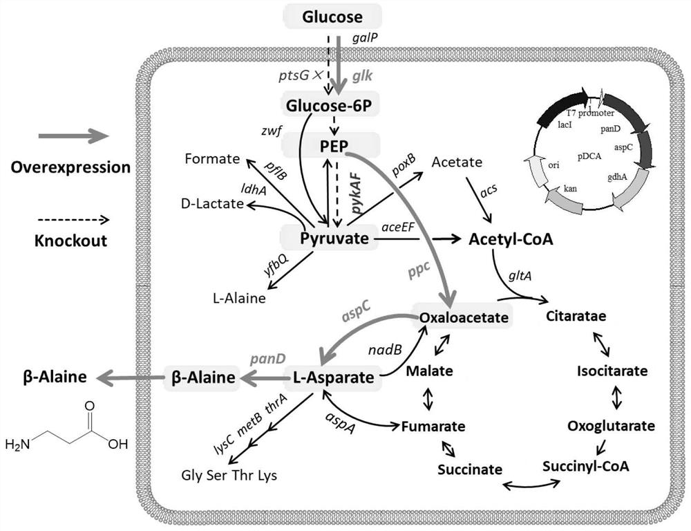 Genetically engineered bacterium for high producing beta-alanine and co-culture preparation of D-pantothenic acid