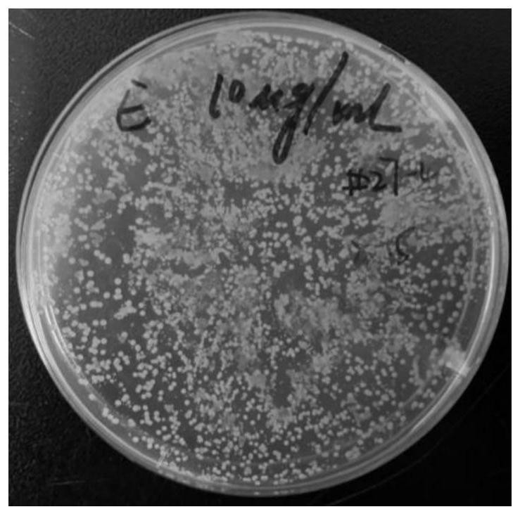 Method for screening and identifying antibiotic resistant bacteria