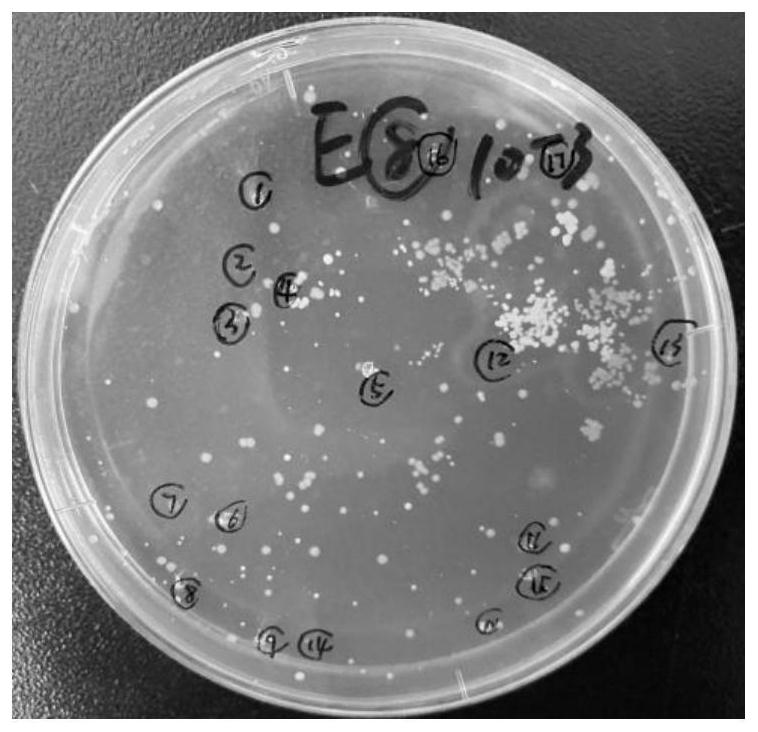 Method for screening and identifying antibiotic resistant bacteria