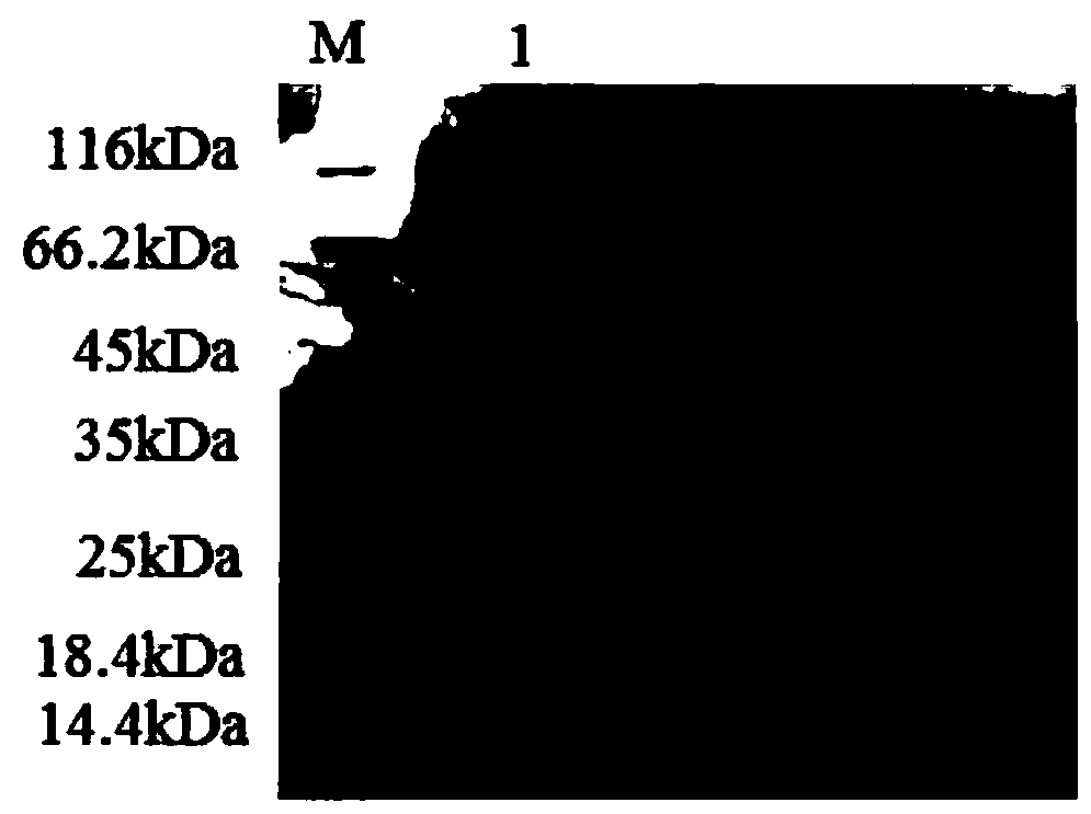 A kind of aspartic acid protease and its coding gene and application