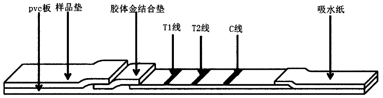 Binding protein combination for detecting plasmodium falciparum HRP2 and plasmodium vivax LDH and preparation method and application thereof