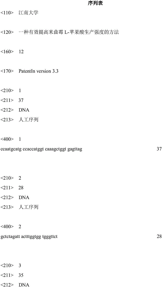 Method for effectively improving L-malic acid production intensity of Aspergillus oryzae pp25