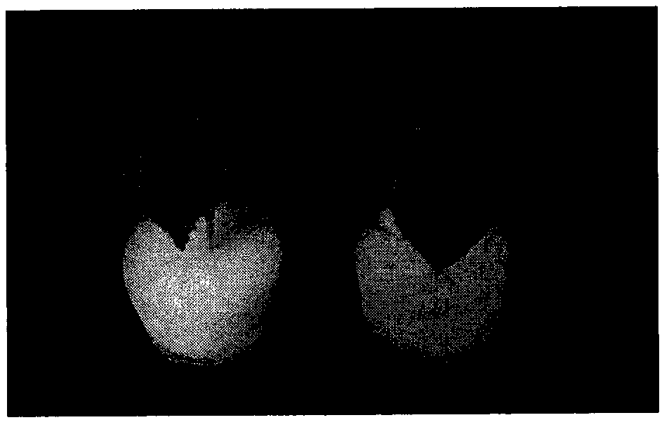 Associated protein for regulating and controlling round-leaf characteristics of cucumbers as well as coding gene thereof and application thereof