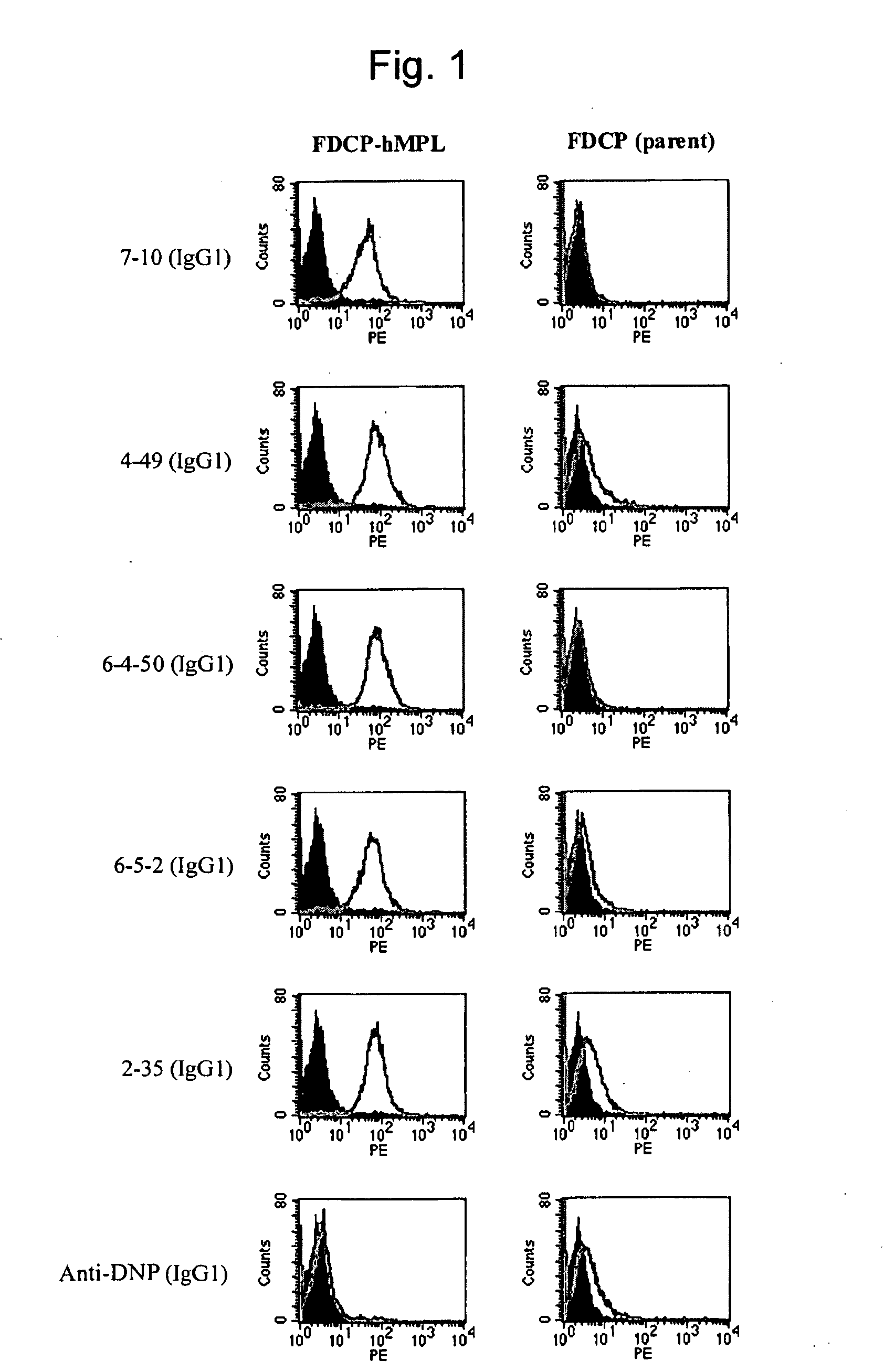 Agonist antibody to human thrombopoietin receptor