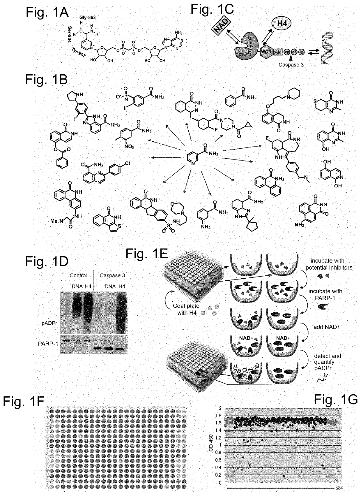 Poly(ADP-ribose) polymerase 1 inhibitors structurally unrelated to NAD