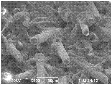 A kind of polypropylene heat-resistant and weather-resistant masterbatch, preparation method and application thereof