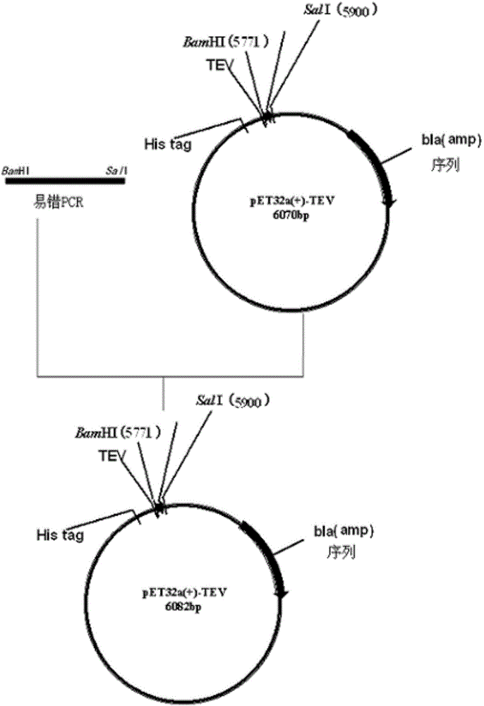 Plectasin mutant and its gene, preparation method and use