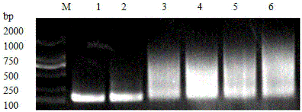 Plectasin mutant and its gene, preparation method and use