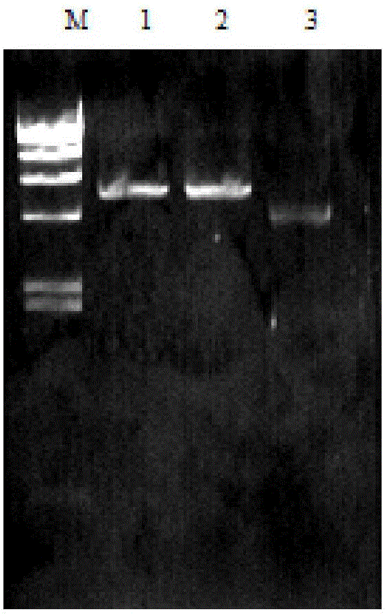 Plectasin mutant and its gene, preparation method and use