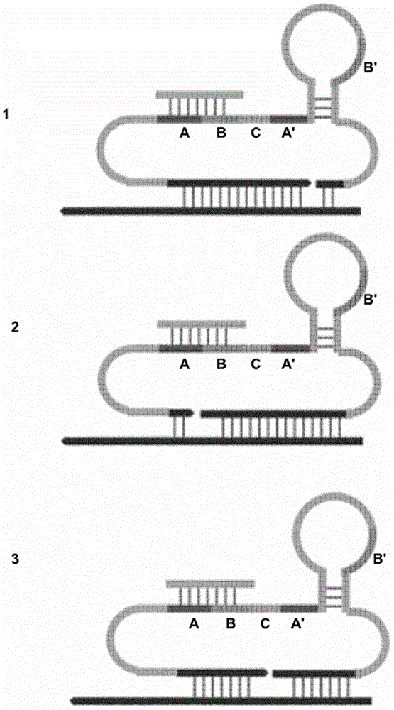 Rca reporter probes and their use in detecting nucleic acid molecules