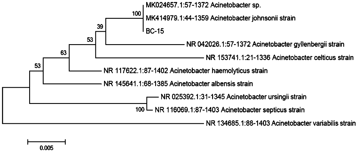 Heterotrophic nitrifying bacterium for low-temperature sewage denitrification and application thereof