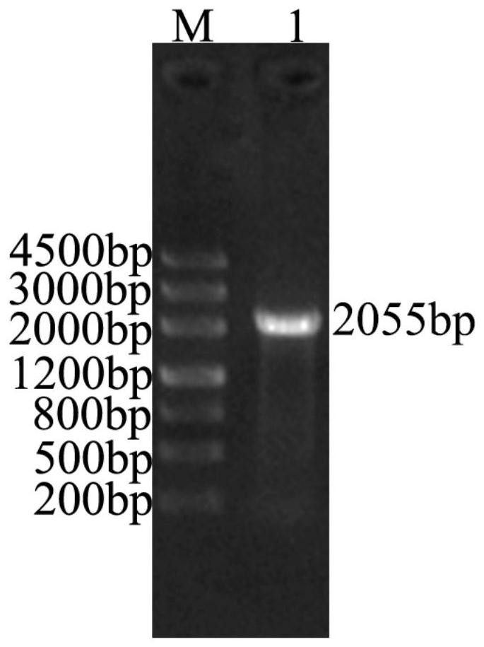 Russian dandelion drought-tolerant gene TkMYC2, protein, primer, vector, host bactera and application of Russian dandelion drought-tolerant gene TkMYC2