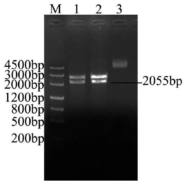 Russian dandelion drought-tolerant gene TkMYC2, protein, primer, vector, host bactera and application of Russian dandelion drought-tolerant gene TkMYC2