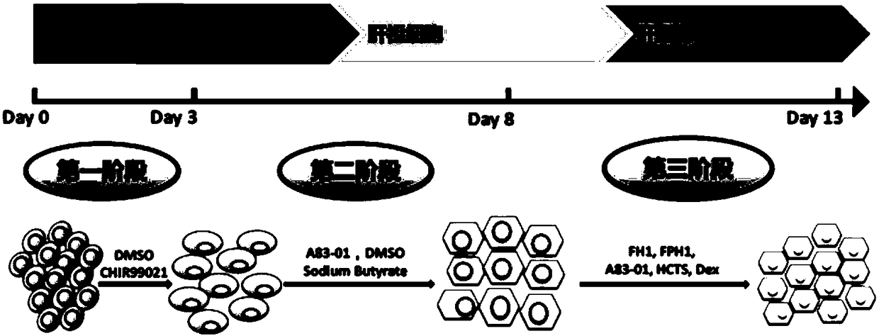 Method used for inducing differentiation of human pluripotent stem cells into hepatocytes using small molecular compound