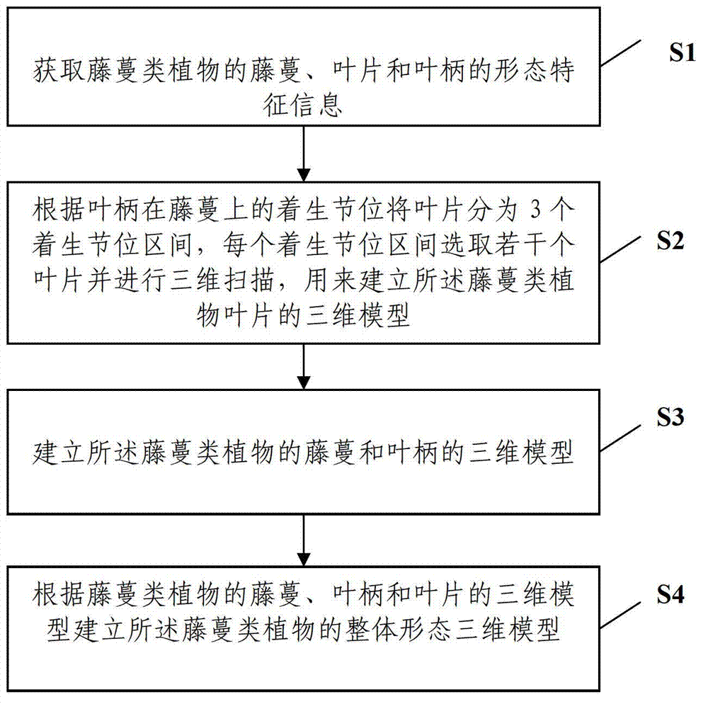 Establishing method for three-dimensional model of vine cane plant