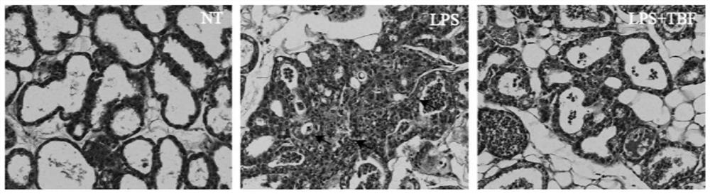 Experimental method for treating mastitis disease by using fagopyrine extract