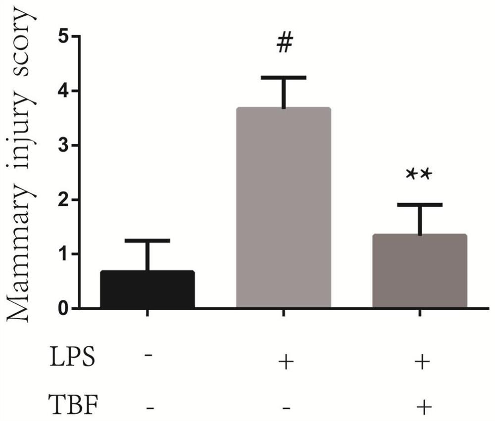 Experimental method for treating mastitis disease by using fagopyrine extract