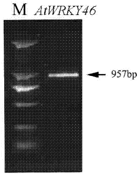 Plant resistance-related protein ATWRKY46 as well as encoding gene and application thereof