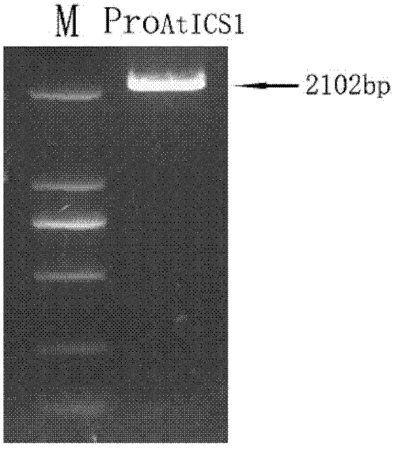 Plant resistance-related protein ATWRKY46 as well as encoding gene and application thereof