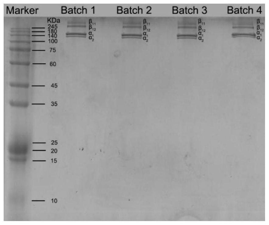 Preparation method of low-endotoxin collagen