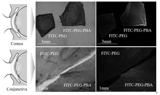 Artificial tear with long ocular surface retention and preparation method thereof