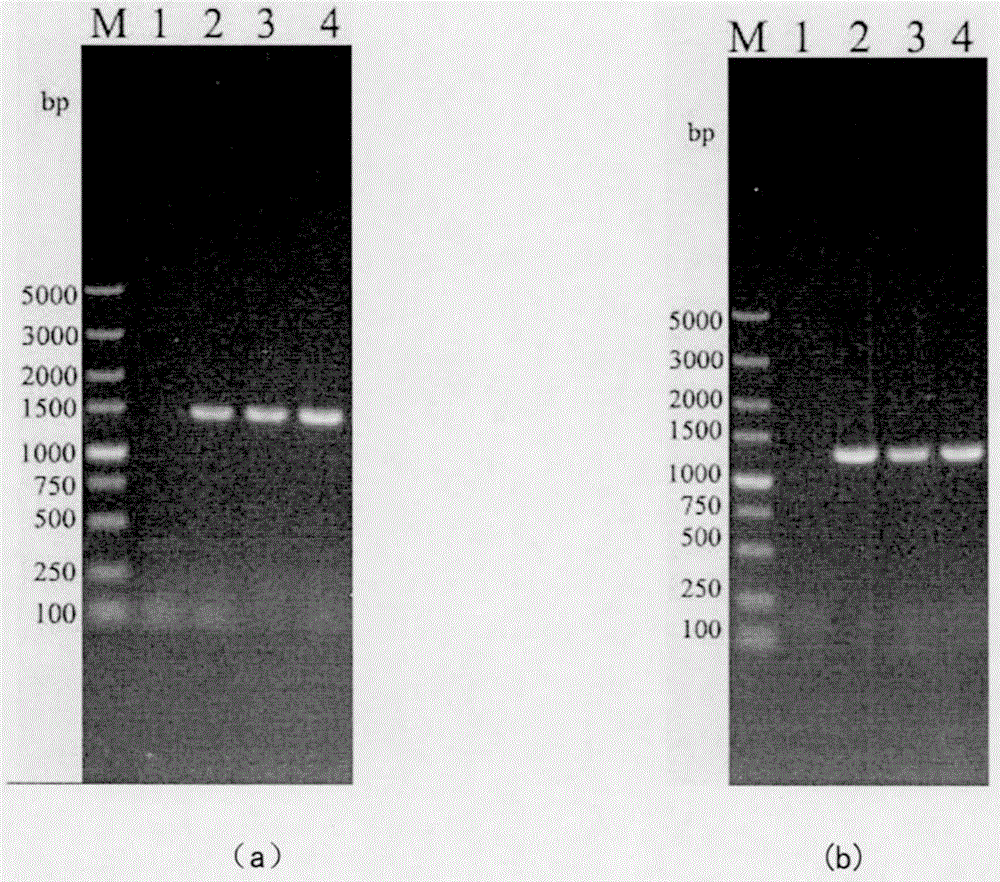 Low-yield high-grade alcohol high-yield ethyl lactate saccharomyces cerevisiae strain and construction method thereof