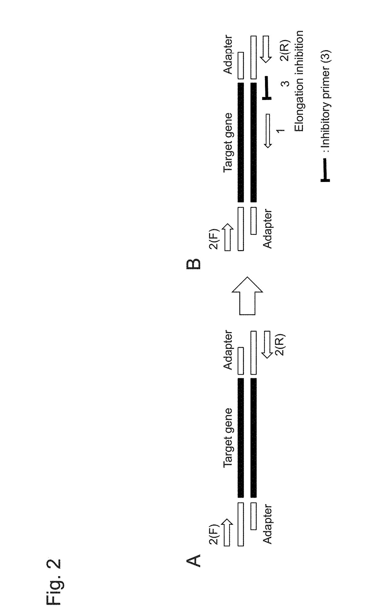 Gene-specific unbiased amplification method