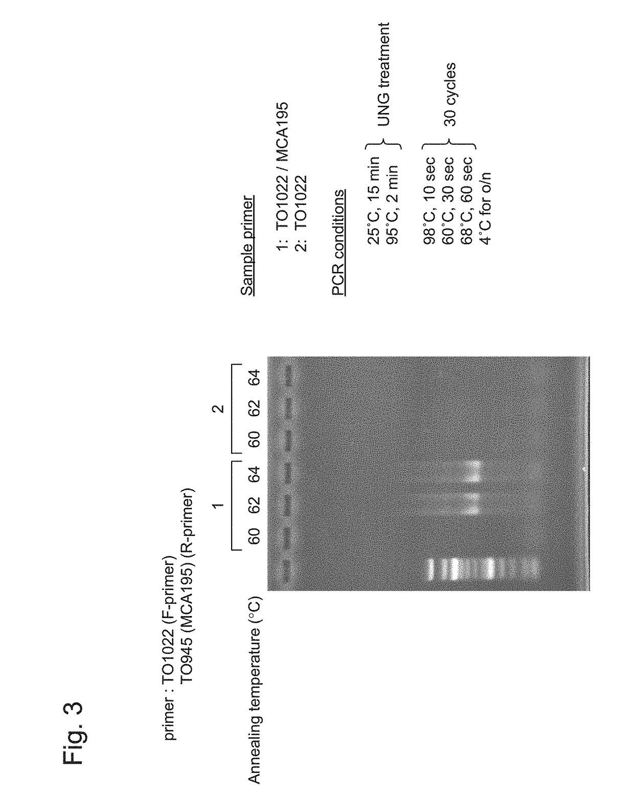 Gene-specific unbiased amplification method