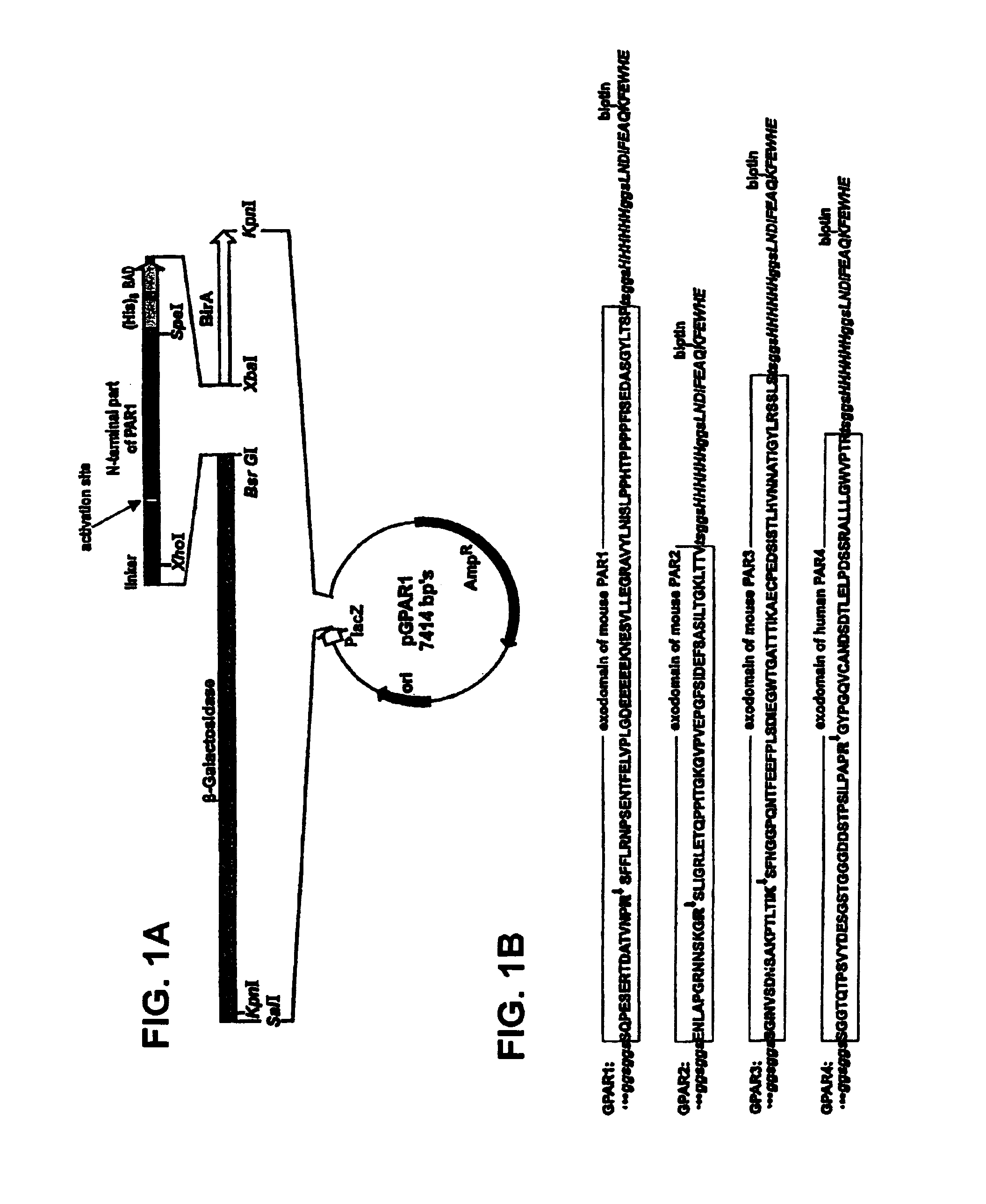 Protease-activated receptor (par) modulator assays